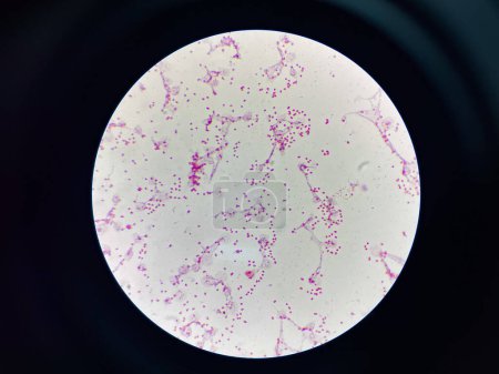 Bacteria cell gram neagtive bacilli cocobacilli.