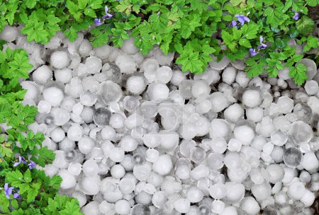 Hailstones and plants in a garden in close up
