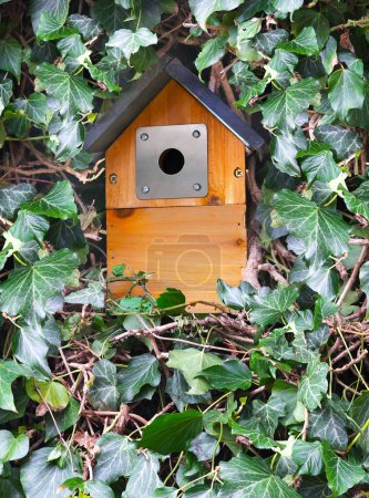 A bird house in the ivy on a garden wall
