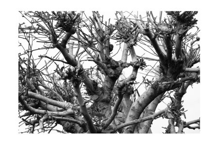 Foto de Ramas de árboles anudadas anudadas de cerca en blanco y negro - Imagen libre de derechos