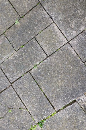 Patio paving close-up with weeds