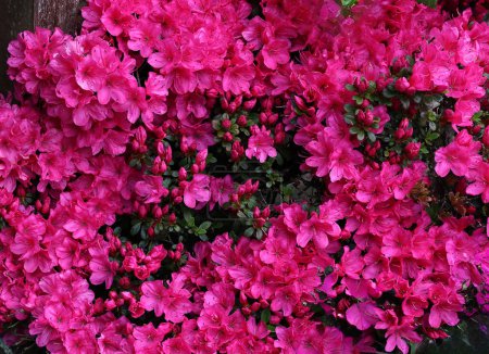 A blooming azalea bush  with red flowers in close up