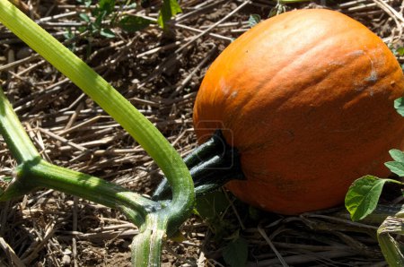 Photo for A bright orange pumpkin still on the vine in a field - Royalty Free Image
