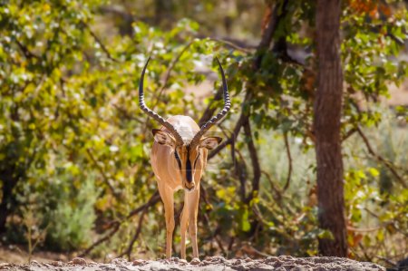 Téléchargez les photos : Impala mâle au visage noir (Aepyceros melampus petersi) marchant vers nous, réserve privée de gibier d'Ongava (voisin d'Etosha), Namibie. - en image libre de droit