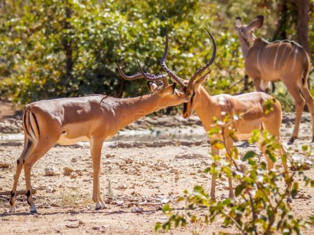 Téléchargez les photos : Impala mâle au visage noir (Aepyceros melampus petersi) obéissant au mâle dominant, Ongava Private Game Reserve (voisin d'Etosha), Namibie. - en image libre de droit
