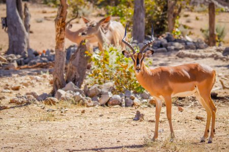 Téléchargez les photos : Impala mâle au visage noir (Aepyceros melampus petersi) regardant la caméra, réserve privée de chasse d'Ongava (voisin d'Etosha), Namibie. - en image libre de droit