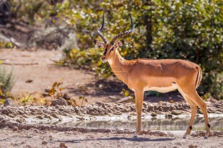 Téléchargez les photos : Impala mâle au visage noir (Aepyceros melampus petersi) debout, réserve de chasse privée Ongava (voisin d'Etosha), Namibie. - en image libre de droit