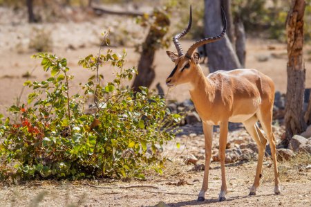 Téléchargez les photos : Impala mâle au visage noir (Aepyceros melampus petersi) debout, réserve de chasse privée Ongava (voisin d'Etosha), Namibie. - en image libre de droit