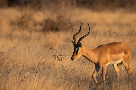 Téléchargez les photos : Impala mâle au visage noir (Aepyceros melampus petersi) marchant dans la lumière du soir, réserve de chasse privée d'Ongava (voisine d'Etosha), Namibie. - en image libre de droit