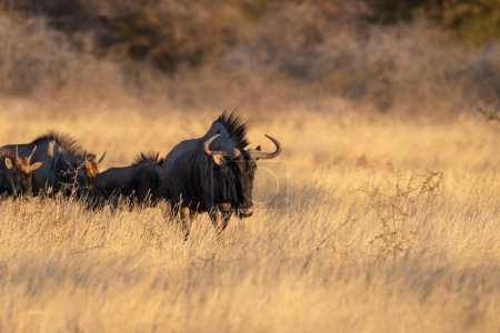 Photo for Blue wildebeest (Connochaetes taurinus) walking through the grass in evening light, Ongava Private Game Reserve ( neighbour of Etosha), Namibia. - Royalty Free Image