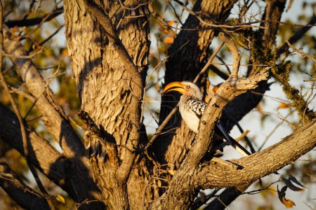 Téléchargez les photos : Bec-d'épi à bec jaune (Tockus Leucomelas) sur une branche d'un arbre, réserve privée de chasse Ongava (voisin d'Etosha), Namibie. - en image libre de droit