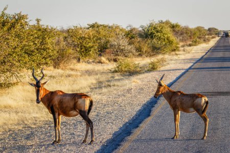 Photo for Red hartebeest (Alcelaphus buselaphus) with small one walking on the road, Etosha National Park, Namibia. - Royalty Free Image