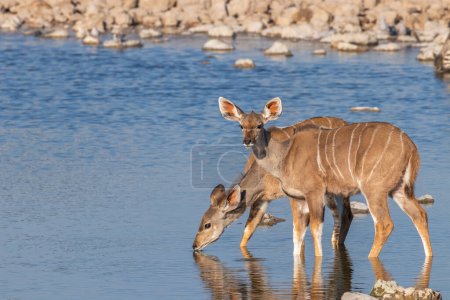 Foto de Dos kudu mayores (Tragelaphus strepsiceros), hembra, mirando alerta y bebiendo en la cuenca del Okaukuejo, Parque Nacional Etosha, Namibia. - Imagen libre de derechos