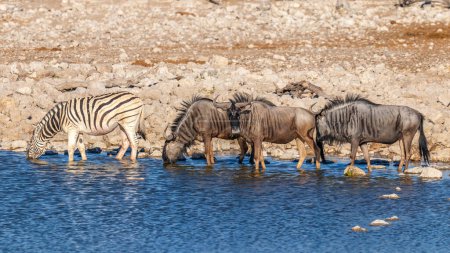 Foto de Cebra y ñus bebiendo en la cuenca del Okaukuejo, Parque Nacional Etosha, Namibia. - Imagen libre de derechos