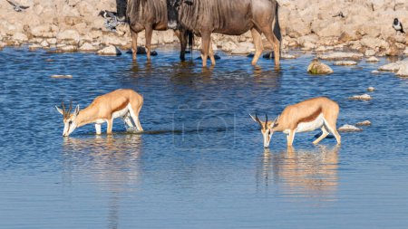 Foto de Springbok y ñus bebiendo en la cuenca del Okaukuejo, Parque Nacional Etosha, Namibia. - Imagen libre de derechos