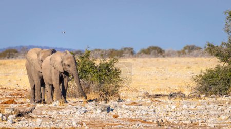 Photo for Two elephants ( Loxodonta Africana) walking, Etosha National Park, Namibia. - Royalty Free Image