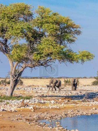 Photo for Two elephants ( Loxodonta Africana) walking towards the Okaukuejo waterhole, Etosha National Park, Namibia. - Royalty Free Image