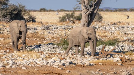 Foto de Dos elefantes (Loxodonta Africana) caminando, Parque Nacional Etosha, Namibia. - Imagen libre de derechos