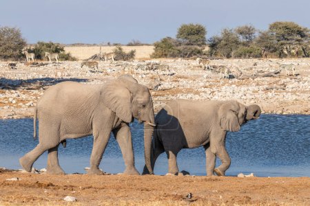 Photo for Two elephants ( Loxodonta Africana) walking near the Okaukuejo waterhole, Etosha National Park, Namibia. - Royalty Free Image