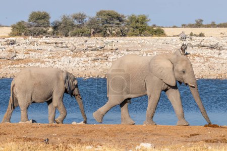 Foto de Dos elefantes (Loxodonta Africana) caminando cerca de la cuenca del Okaukuejo, Parque Nacional Etosha, Namibia. - Imagen libre de derechos