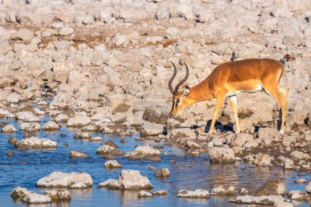 Foto de Impala de cara negra (Aepyceros melampus petersi) bebiendo en la cuenca del Okaukuejo, Parque Nacional Etosha, Namibia. - Imagen libre de derechos