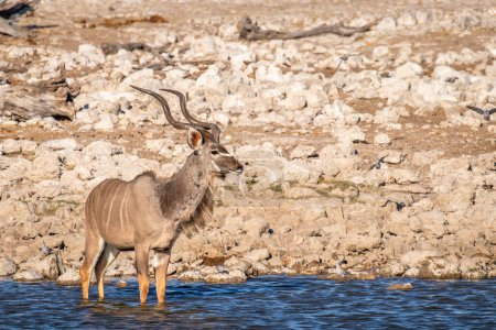 Foto de Un macho mayor kudu (Tragelaphus strepsiceros) de pie en la cuenca del Okaukuejo, Parque Nacional Etosha, Namibia. - Imagen libre de derechos