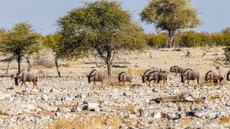 Photo for A herd of blue wildebeest (Connochaetes taurinus) passing by, Etosha National Park, Namibia. - Royalty Free Image