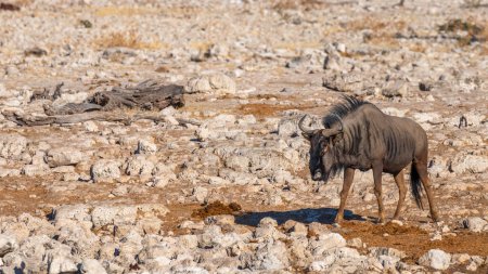 Photo for A Blue wildebeest (Connochaetes taurinus) walking, Etosha National Park, Namibia. - Royalty Free Image