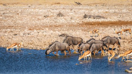 Photo for A herd of blue wildebeest (Connochaetes taurinus) and springbok drinking at the Okaukuejo waterhole, Etosha National Park, Namibia. - Royalty Free Image