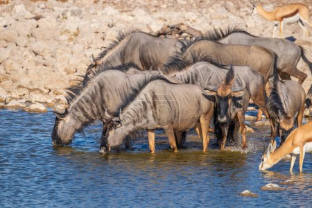 Foto de Una manada de ñus azules (Connochaetes taurinus) y springbok bebiendo en la cuenca del Okaukuejo, Parque Nacional Etosha, Namibia. - Imagen libre de derechos