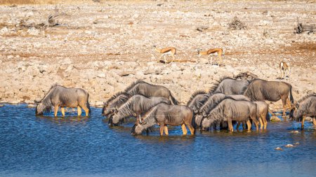 Photo for A herd of blue wildebeest (Connochaetes taurinus) drinking at the Okaukuejo waterhole, Etosha National Park, Namibia. - Royalty Free Image