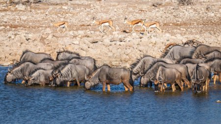 Foto de Una manada de ñus azules (Connochaetes taurinus) bebiendo en la cuenca del Okaukuejo, Parque Nacional Etosha, Namibia. - Imagen libre de derechos