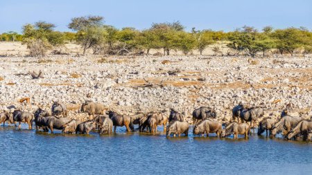 Foto de Una manada de ñus azules (Connochaetes taurinus) bebiendo en la cuenca del Okaukuejo, Parque Nacional Etosha, Namibia. - Imagen libre de derechos