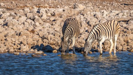 Foto de Dos cebras (Equus Burchelli) bebiendo en la cuenca del Okaukuejo, Parque Nacional Etosha, Namibia. - Imagen libre de derechos