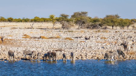 Foto de Herd of zebra ( Equus Burchelli) standing in the water drinking at the Okaukuejo waterhole, Etosha National Park, Namibia. - Imagen libre de derechos