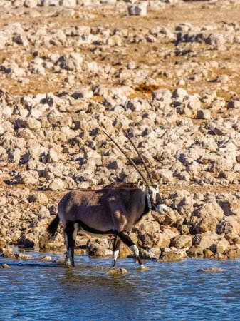Foto de Gemsbok ( Oryx Gazella) drinking at the Okaukuejo waterhole, Etosha National Park, Namibia. - Imagen libre de derechos