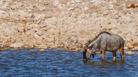 Photo for Blue wildebeest (Connochaetes taurinus) drinking at the Okaukuejo waterhole, Etosha National Park, Namibia. - Royalty Free Image