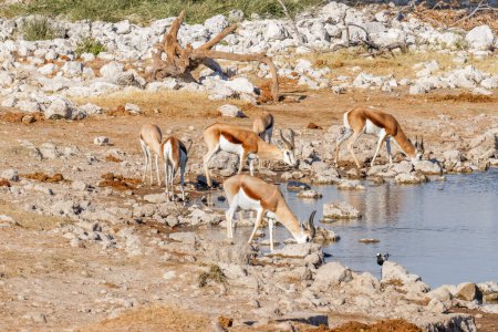 Foto de Una manada de springbok (Antidorcas Marsupialis) bebiendo en la cuenca del Okaukuejo, Parque Nacional Etosha, Namibia. - Imagen libre de derechos