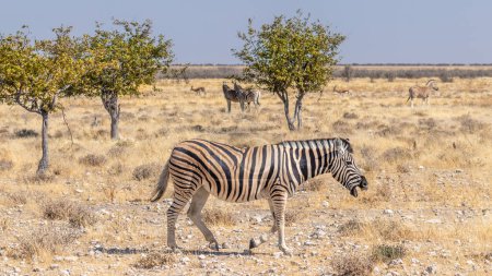 Foto de A herd of Zebra ( Equus Burchelli) in a breathtaking landscape, Etosha National Park, Namibia. - Imagen libre de derechos