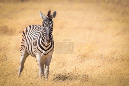 Foto de Zebra ( Equus Burchelli) looking towards the camera, Etosha National Park, Namibia. - Imagen libre de derechos