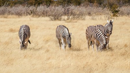 Foto de A herd of zebra ( Equus Burchelli) grazing, Etosha National Park, Namibia. - Imagen libre de derechos