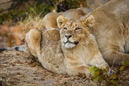 Foto de A young lion ( Panthera Leo) smelling, Ongava Private Game Reserve ( neighbour of Etosha), Namibia. - Imagen libre de derechos