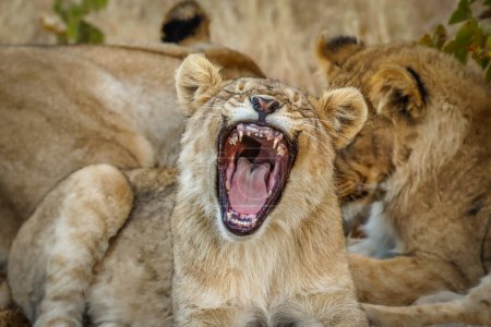 A young lion ( Panthera Leo) yawning, Ongava Private Game Reserve ( neighbour of Etosha), Namibia.