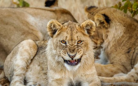 Un jeune lion (Panthera Leo) regardant dans la caméra rugissant, Ongava Private Game Reserve (voisin d'Etosha), Namibie.