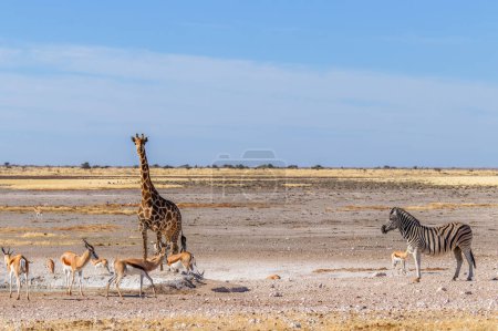 Foto de An Angolan giraffe ( Giraffa Camelopardalis Angolensis ), a Zebra ( Equus Burchelli) and a herd of springbok ( Antidorcas Marsupialis), Etosha National Park, Namibia. - Imagen libre de derechos