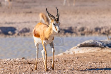 Téléchargez les photos : Springbok ( Antidorcas Marsupialis) walking near a waterhole, Etosha National Park, Namibia. - en image libre de droit