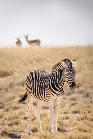 Foto de Un potro de cebra (Equus Burchelli) muy somnoliento, Parque Nacional Etosha, Namibia. - Imagen libre de derechos