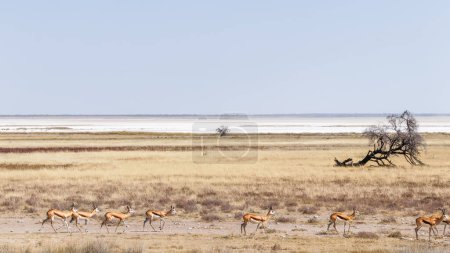 Foto de Una manada de springbok (Antidorcas Marsupialis) caminando con la sartén de sal en la parte posterior, Parque Nacional Etosha, Namibia. - Imagen libre de derechos
