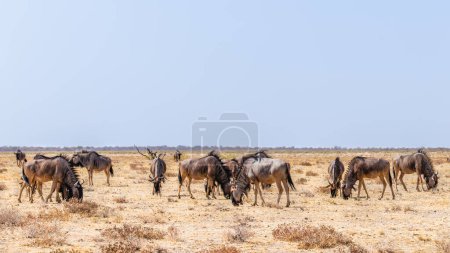 Photo for A herd of wildebeest (Connochaetes taurinus) grazing, Etosha National Park, Namibia. - Royalty Free Image