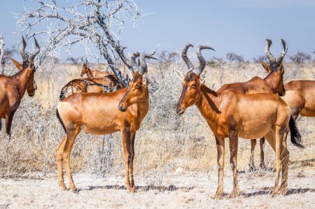 Photo for Herd of red hartebeest (Alcelaphus buselaphus), Etosha National Park, Namibia. - Royalty Free Image